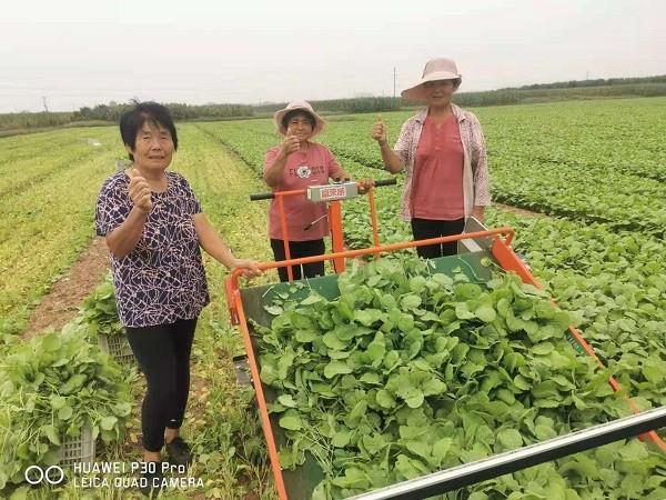 省力科技，让绿叶菜收割更省力！