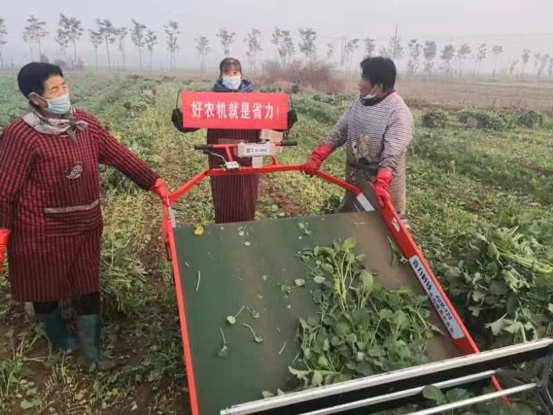 农业部公布2022设施蔬菜机械化生产先进模式,省力科技叶菜收获机入列